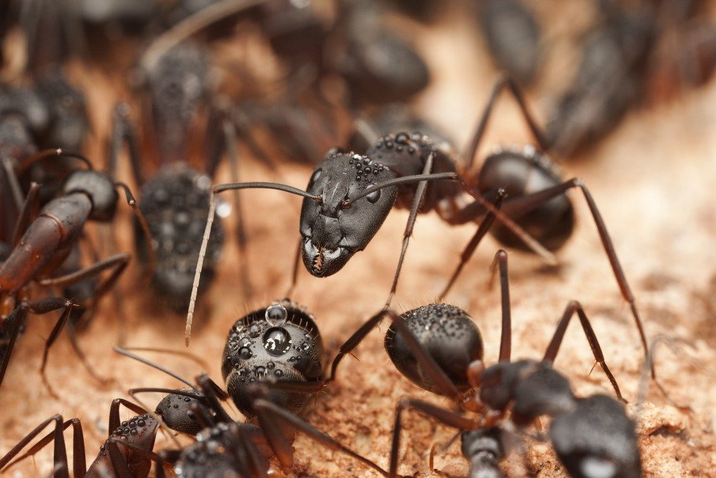 close up picture of ants
