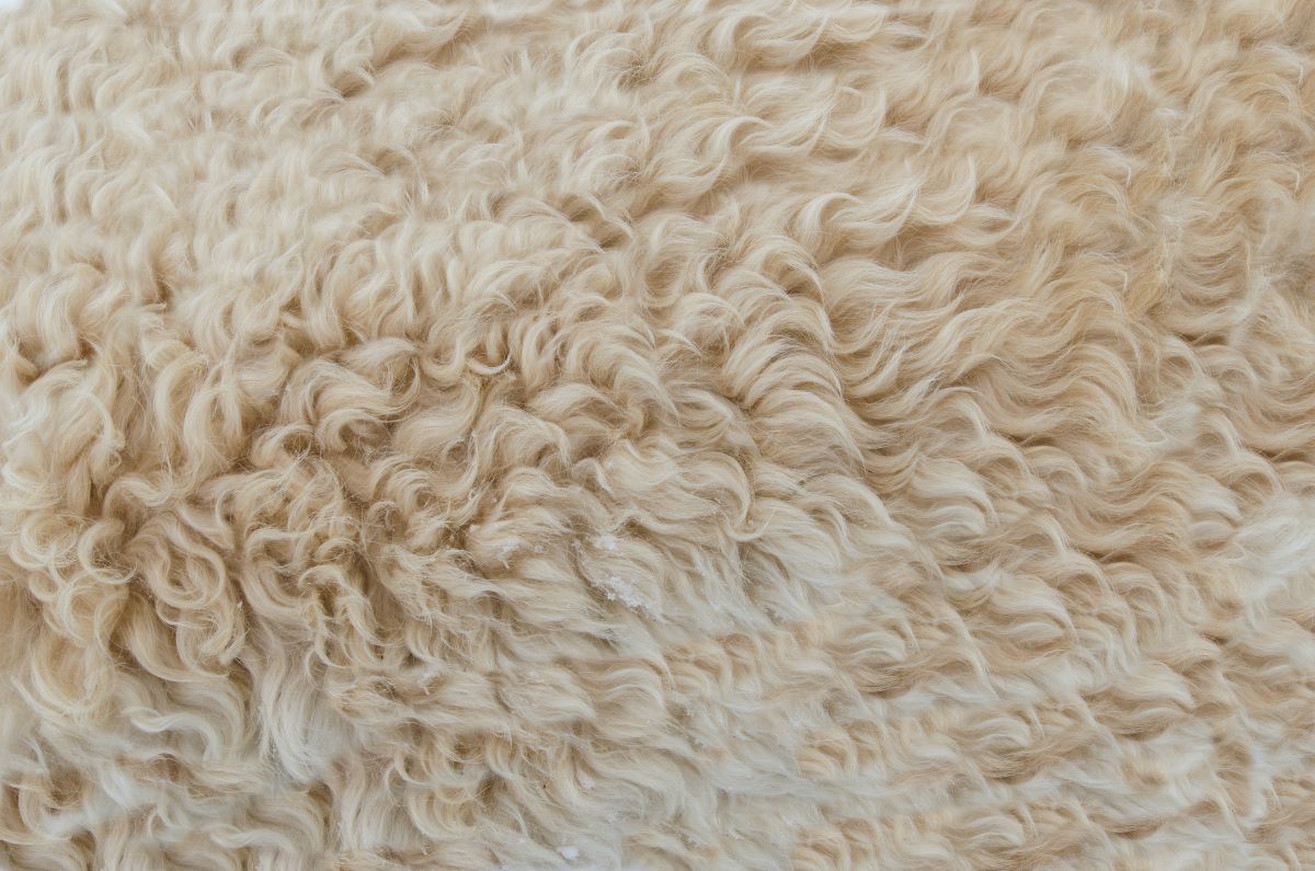 fluffy white carpet