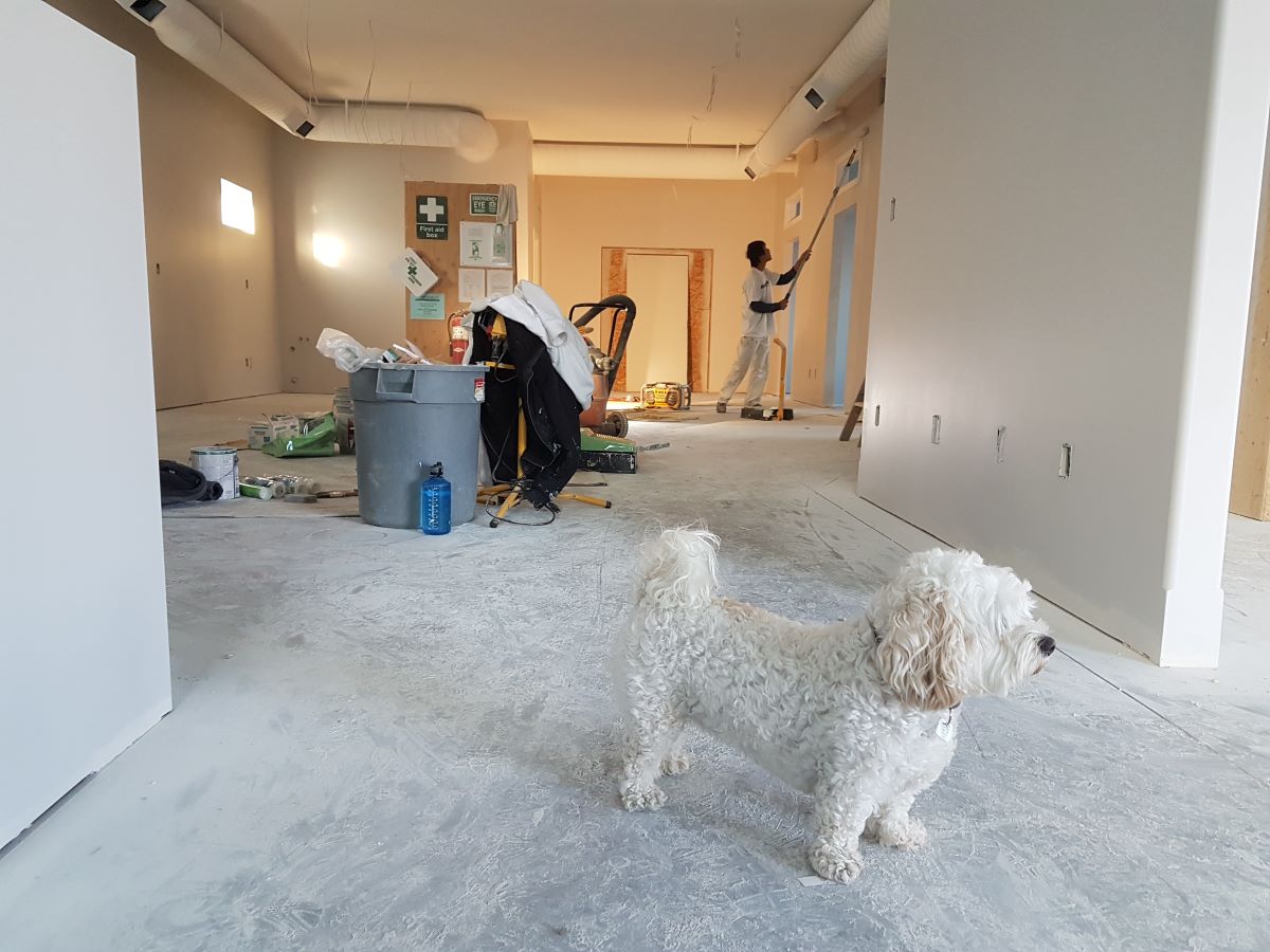 home renovation with dog in the foreground