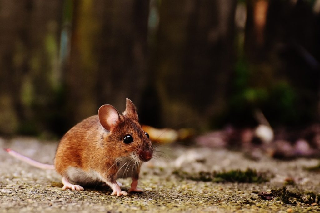 tiny mouse