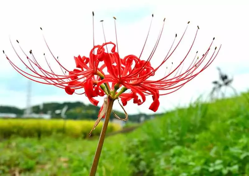 red spider lily in bloom