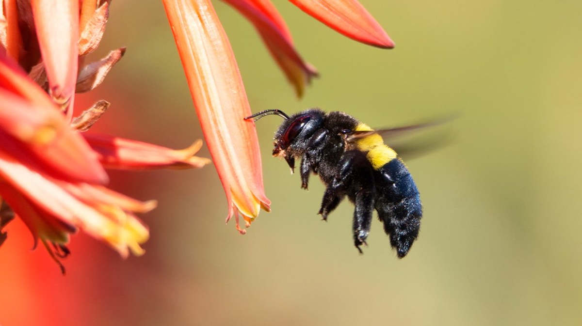 carpenter bee near a flower bud