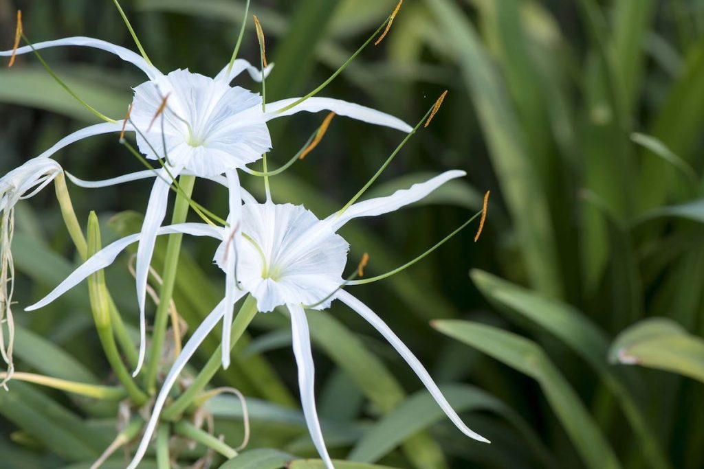 white spider lillies