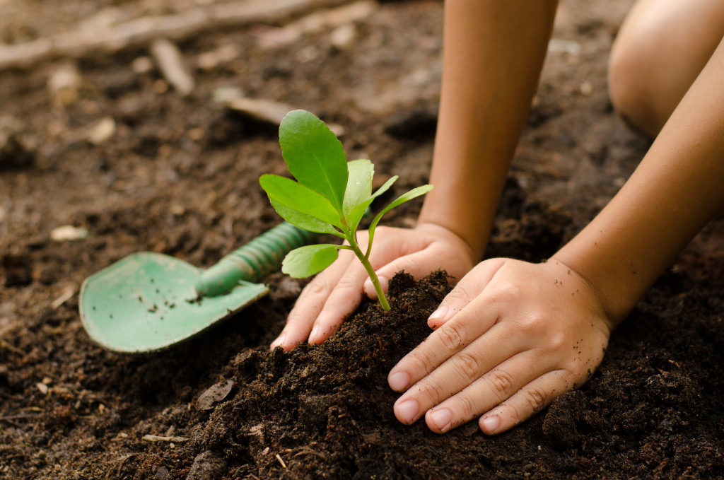 Focus on hands planting a seedling in soil