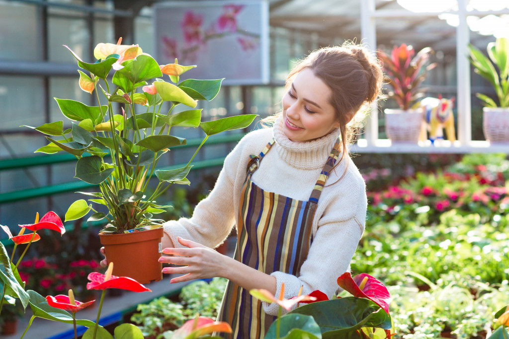 happy young woman gardener choosing flower pot with anthuriums in garden