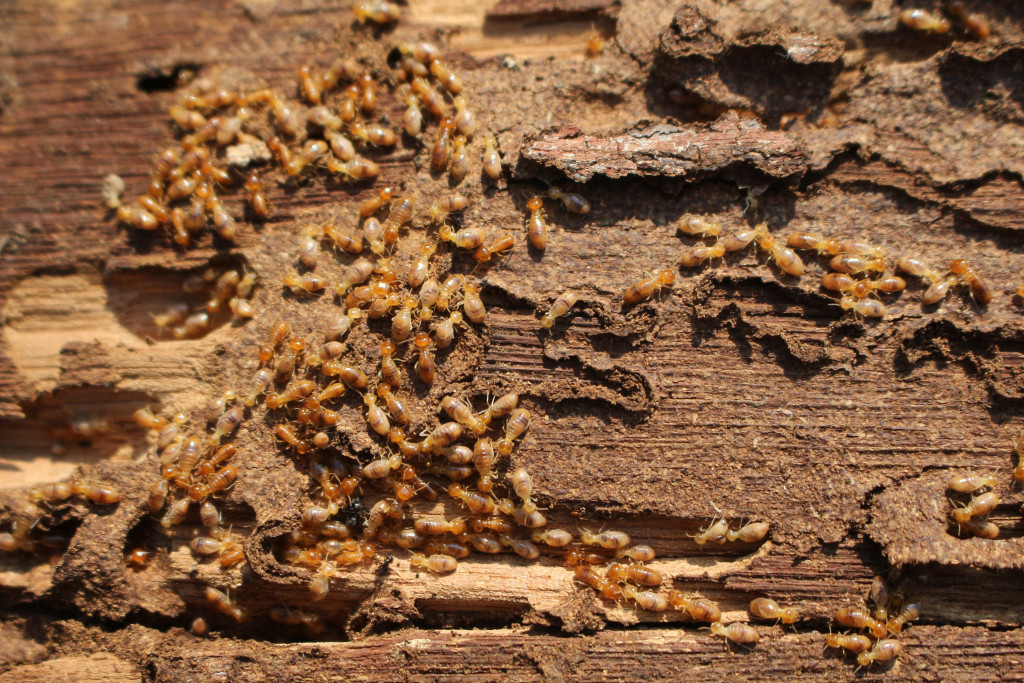 A termite infestation affecting a home