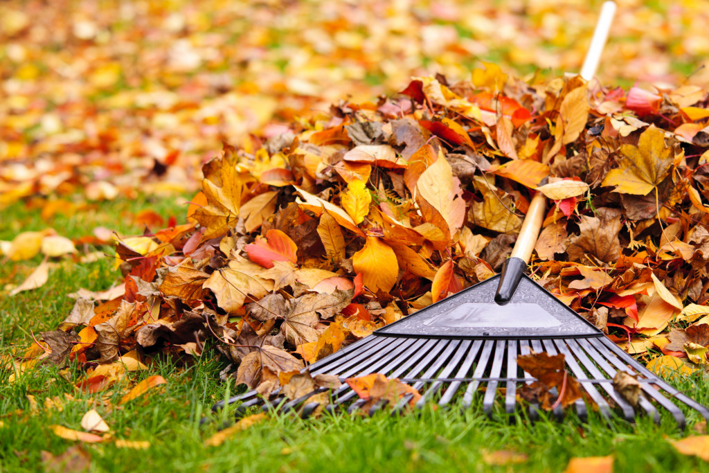 Raking a pile of leaves on a lawn