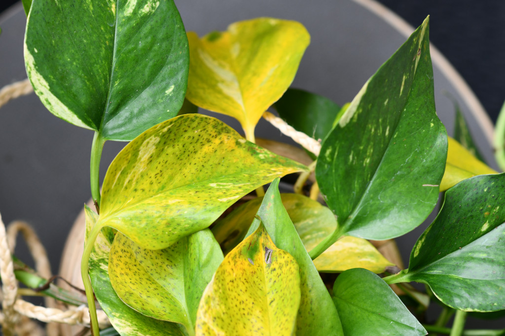 focus on plant disease in a potted plant