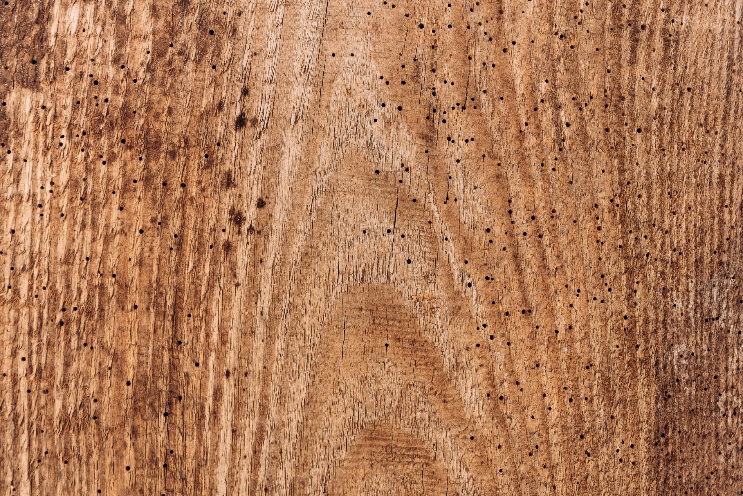 black mold on wood